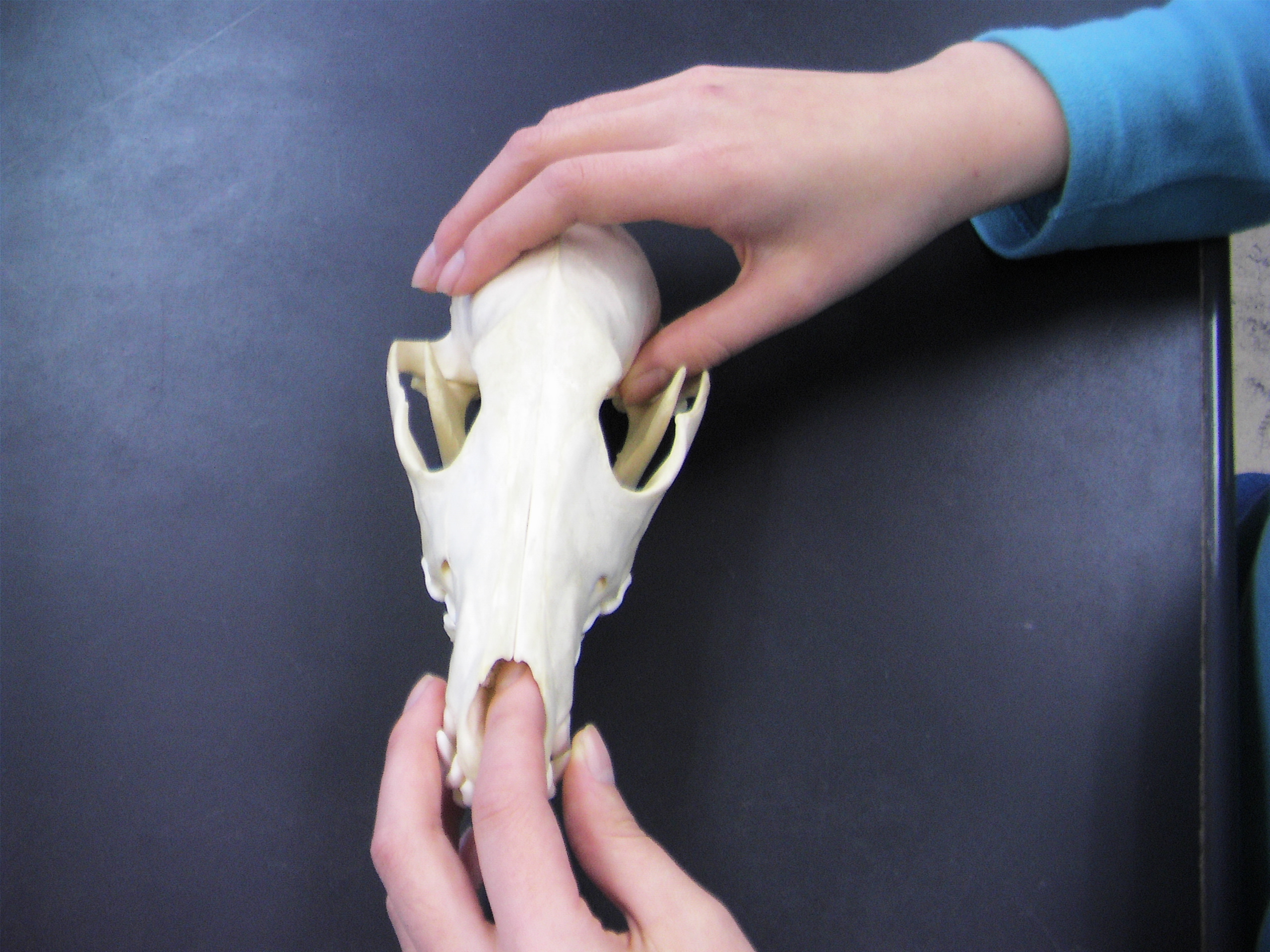 骨格標本の観察