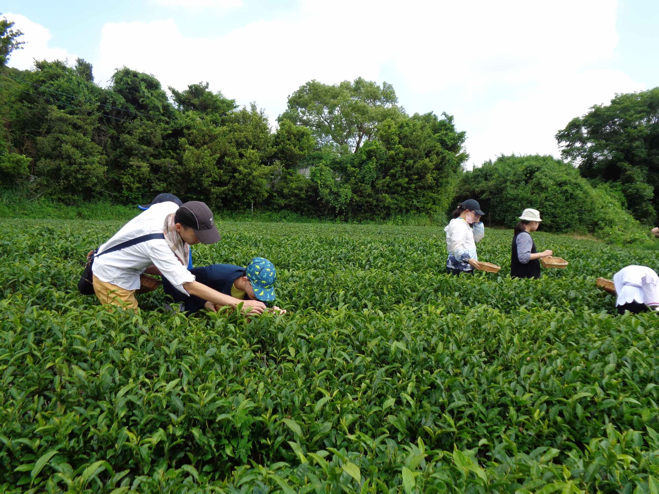 茶摘みの様子