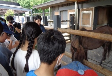 馬小屋観察