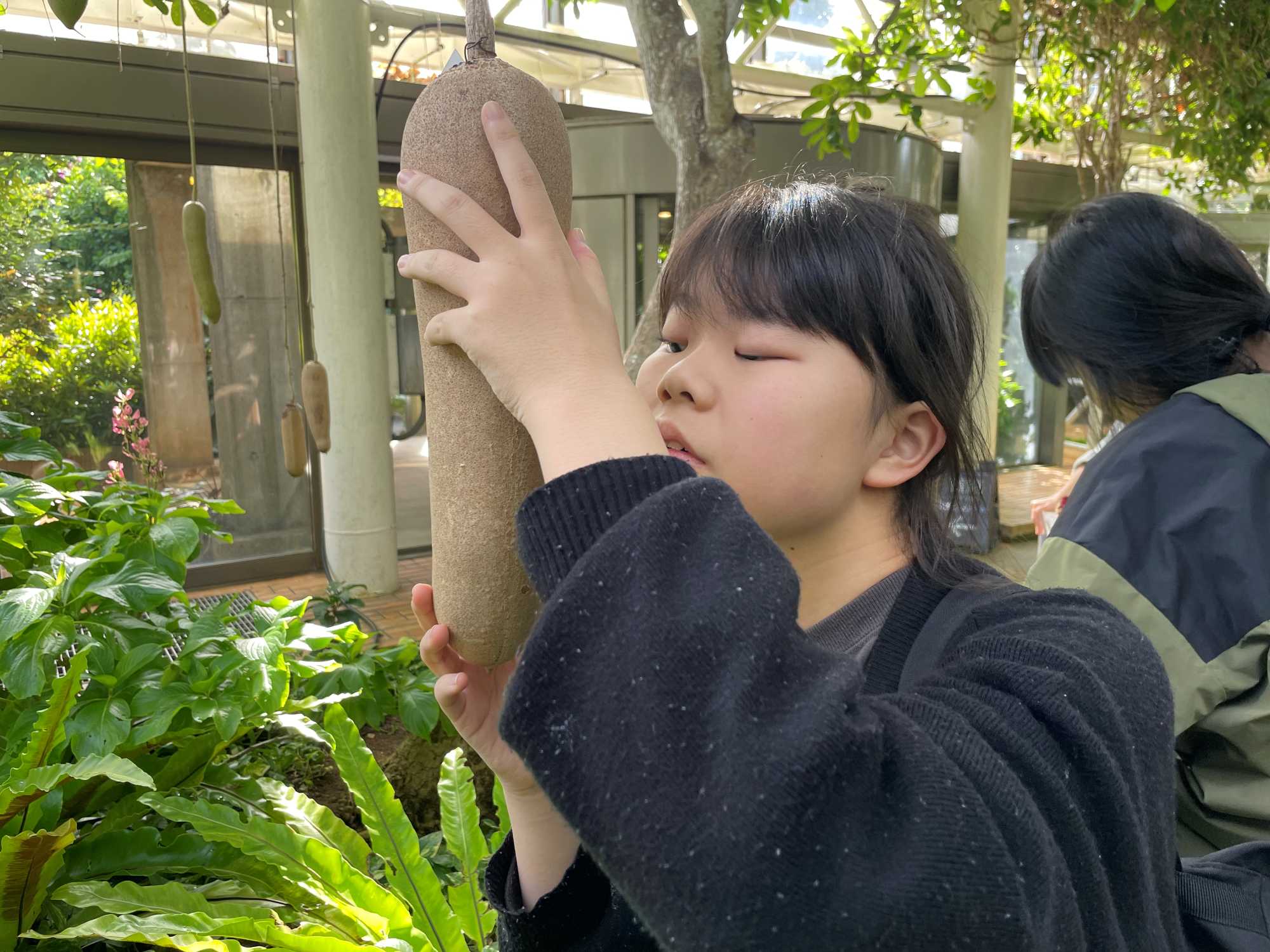 『ソーセージノキ』の実の観察