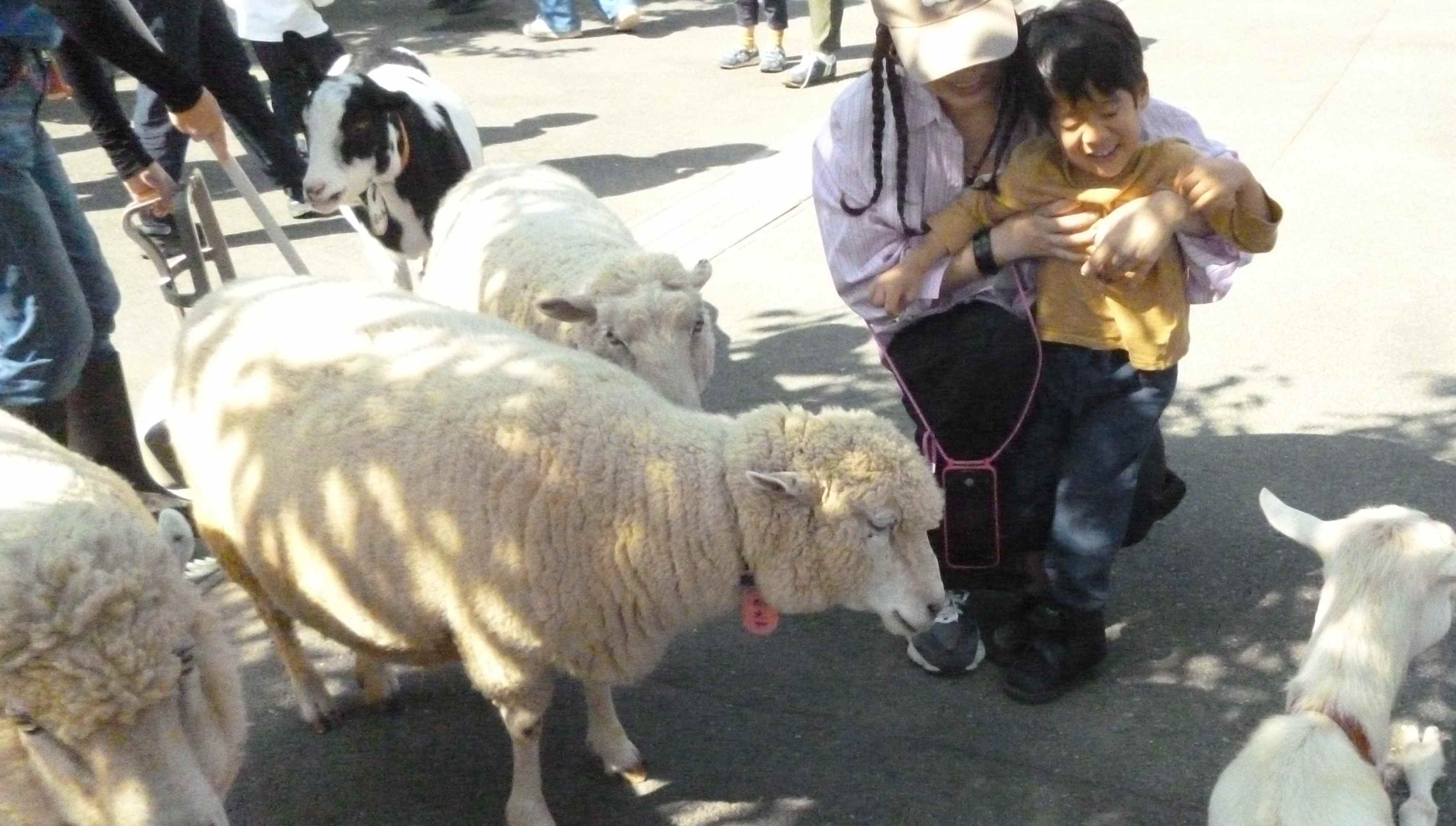 羊と触れ合う様子