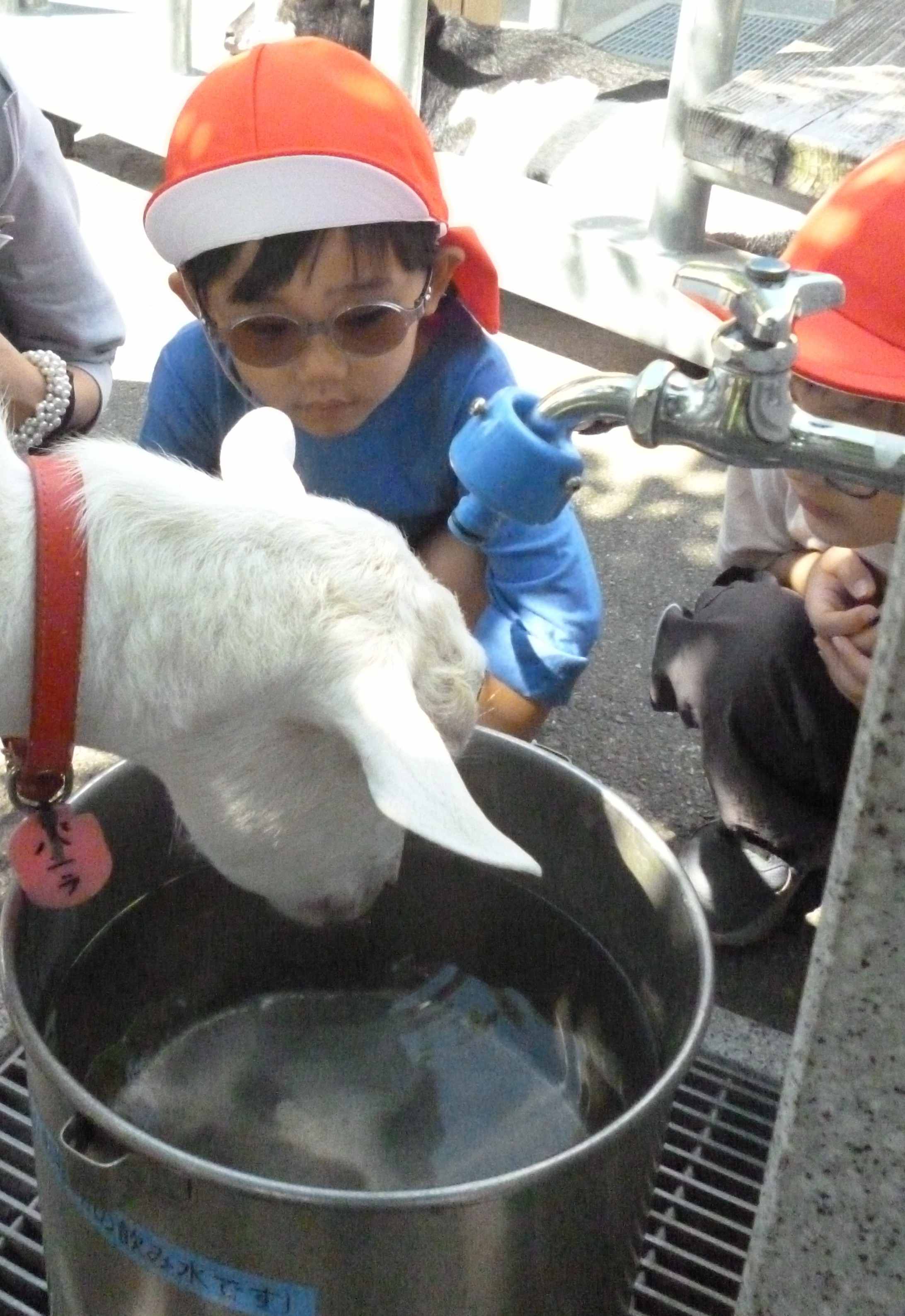 羊が水を飲む様子の観察