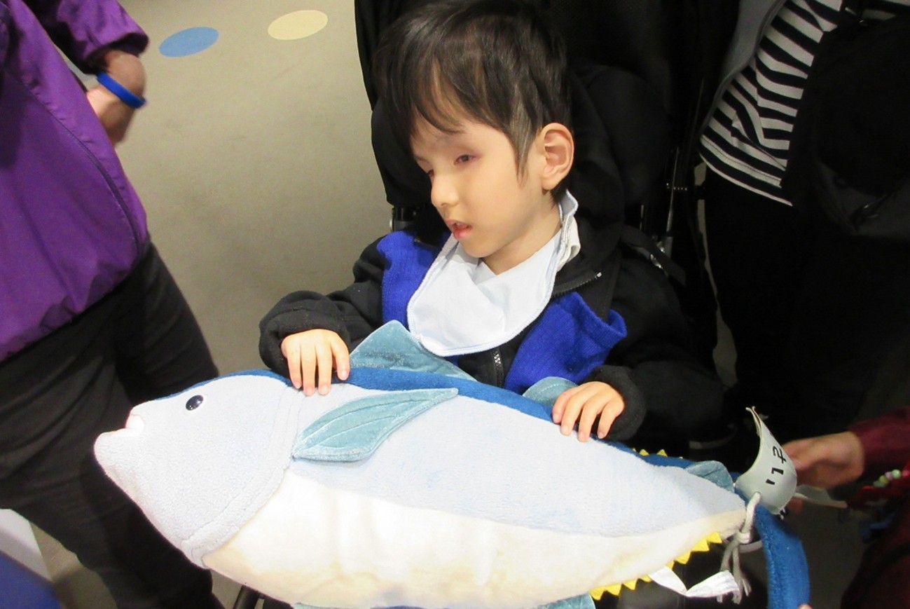 マグロのぬいぐるみの観察