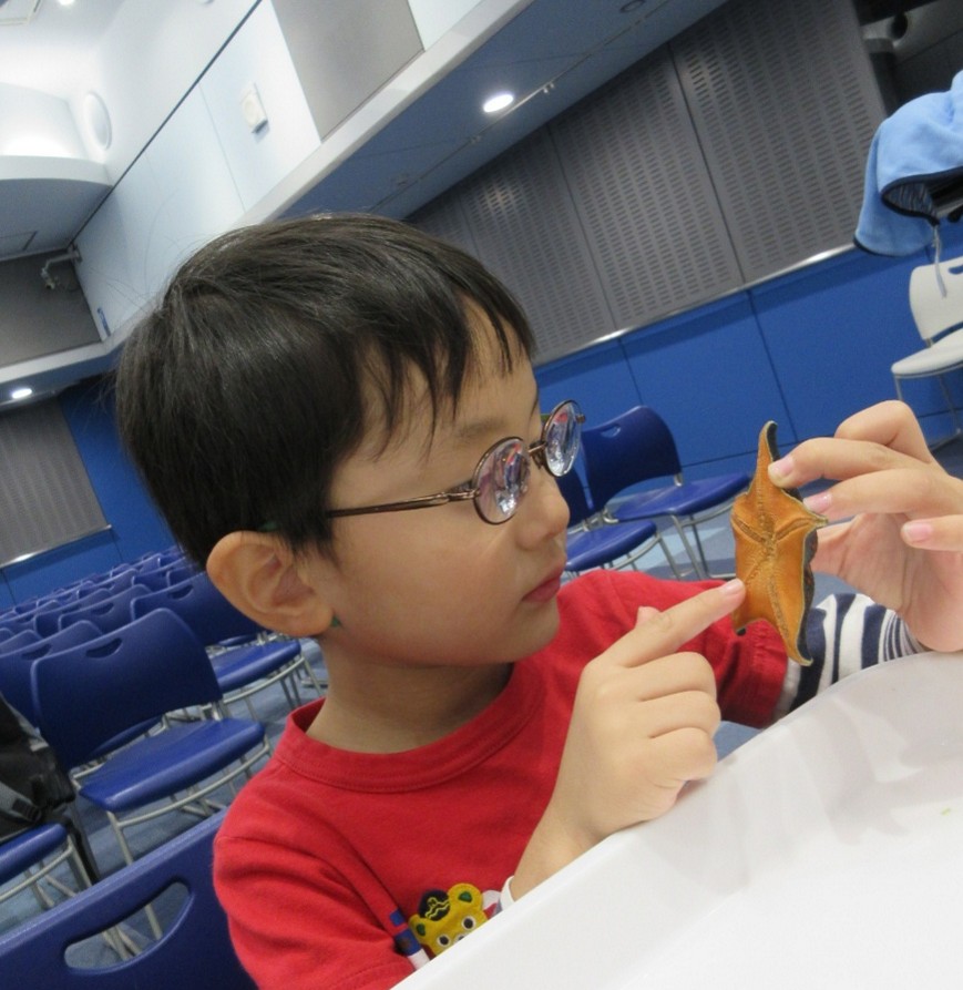 ヒトデの観察