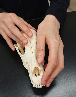 頭部の骨を触って観察している画像